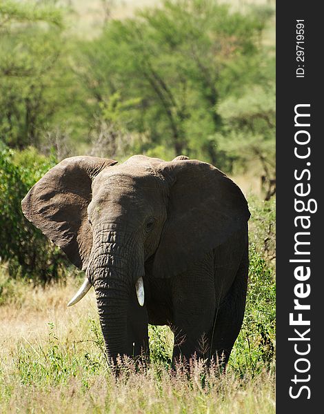 Front facing african elephant with some trees in the background