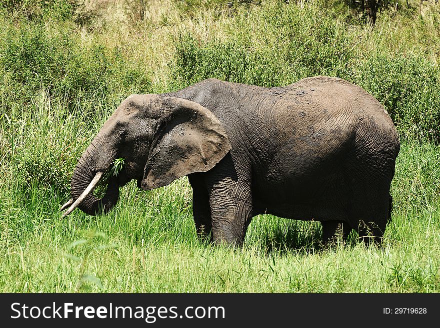 Side view of an african elephant eating grass
