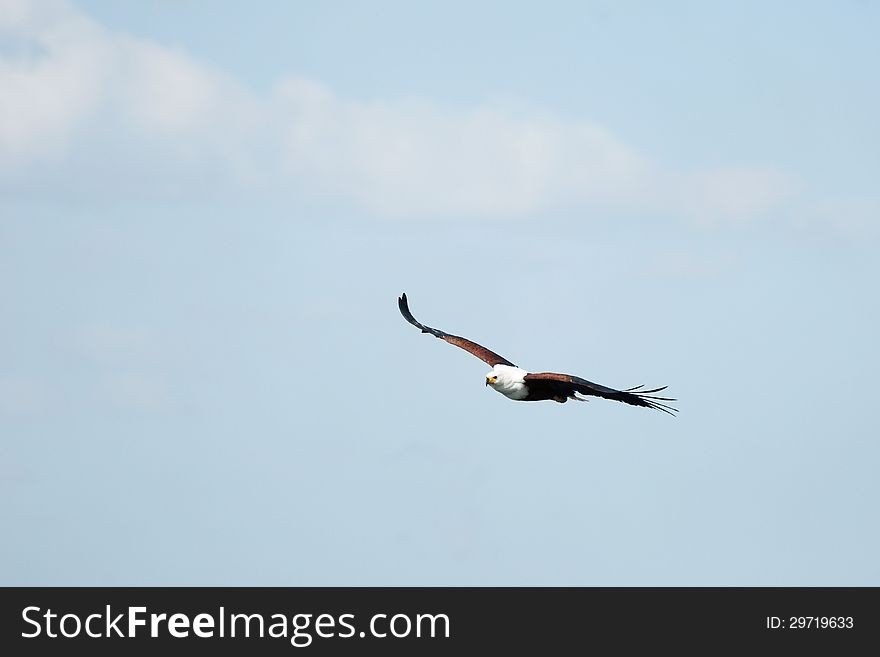 African fish eagle in flight against light blue sky