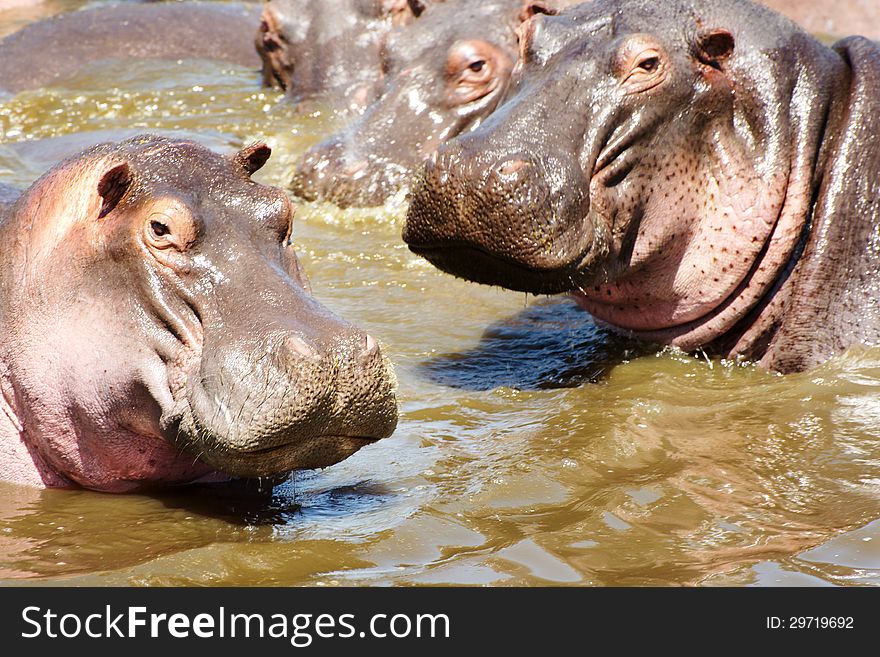 Detail of hippo heads in a hippo pool in Serengeti, Tanzania looking at a camera. Detail of hippo heads in a hippo pool in Serengeti, Tanzania looking at a camera