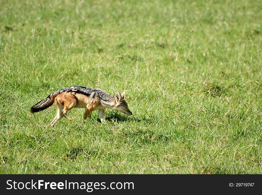 Jackal sniffing in green grass field in Ngorongoro crater, Tanzania. Jackal sniffing in green grass field in Ngorongoro crater, Tanzania