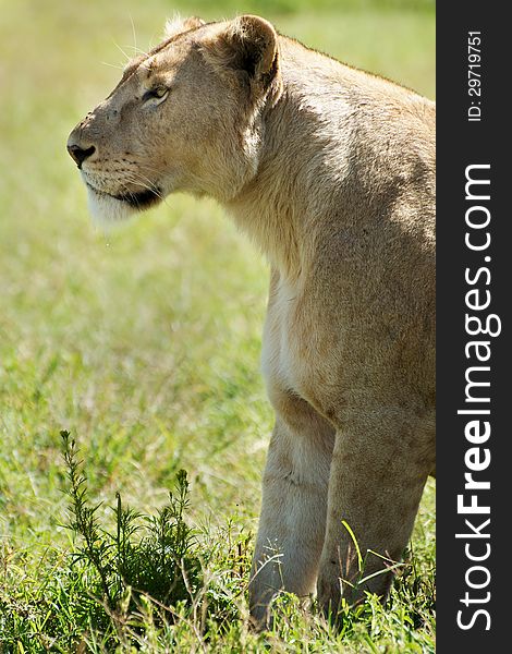 Side shot of a lioness propped on front legs and looking to the left. Shot in Ngorongoro crater in Tanzania. Side shot of a lioness propped on front legs and looking to the left. Shot in Ngorongoro crater in Tanzania.