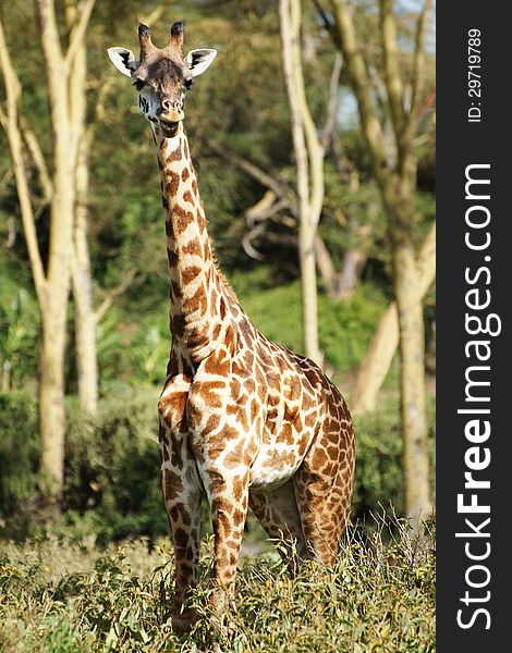 Young giraffe looking at camera at Lake Naivasha, Kenya