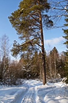 Snowy Road In Winter Forest Royalty Free Stock Images Snowy Road In Winter Forest Royalty Free Stock Images