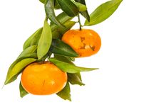 Tangerine Royalty Free Stock Photos Tangerine Royalty Free Stock Photos