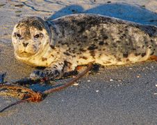 Baby Seal On Beach Stock Image