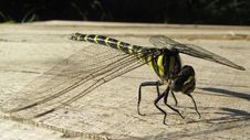Black-tailed Skimmer Dragonfly Stock Photos