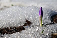 Crocus Burgeon Stock Images Crocus Burgeon Stock Images