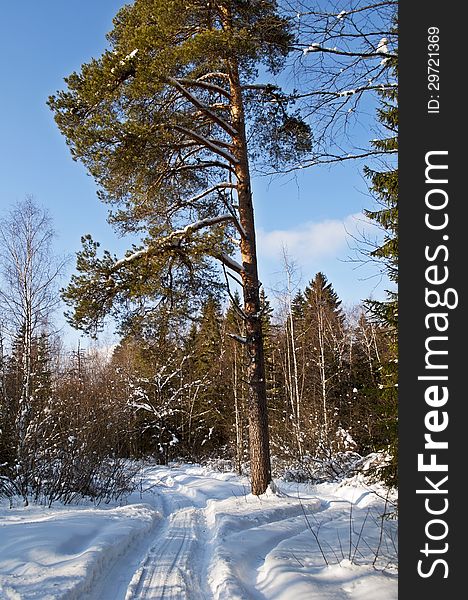 Snowy road in coniferous forest, winter sunny day. Snowy road in coniferous forest, winter sunny day