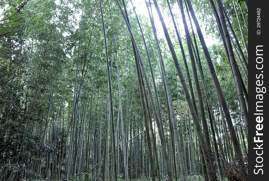 Famous bamboo grove at Arashiyama, Kyoto - Japan