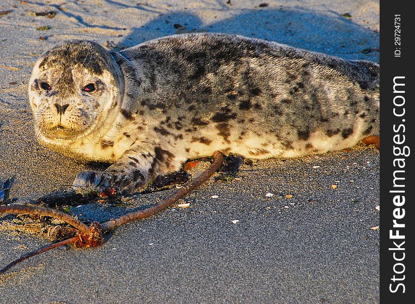 Baby Seal on beach