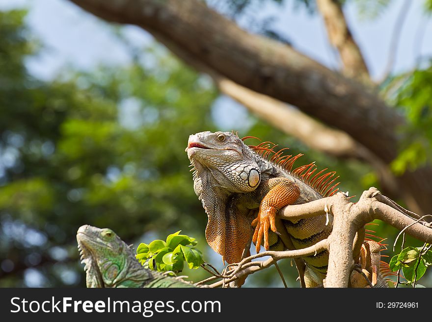 Iguana reptile sitting on the tree. Iguana reptile sitting on the tree