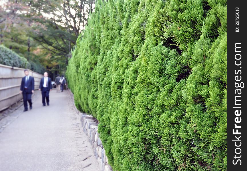 Evergreen foliage in japanese garden, summer in Japan