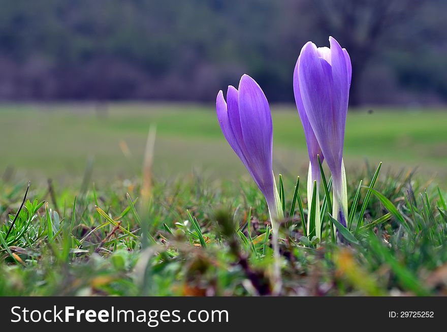 Crocuses on meadow against blurry background