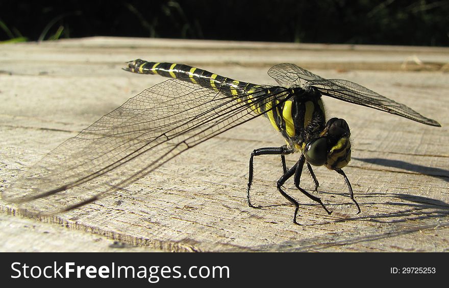 Close uo shot of Orthetrum cancellatum or black-tailed Skimmer dragonfly sunbathing on the plank