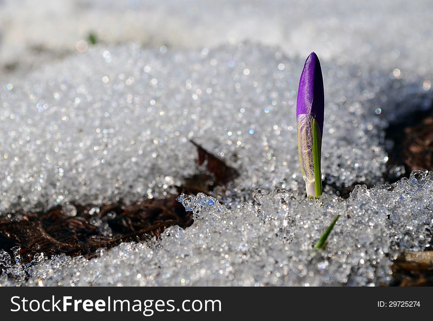 Macro shot of Crocus burgeon growing through melting snow in sunny spring day
