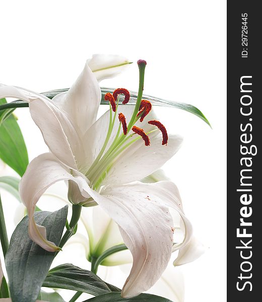 Flower Lily