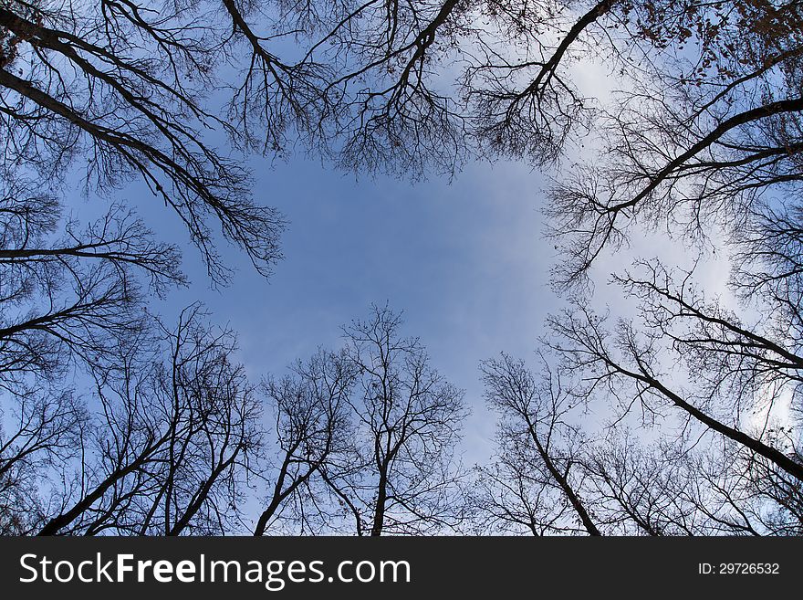 Autumn with trees view from above with blue sky