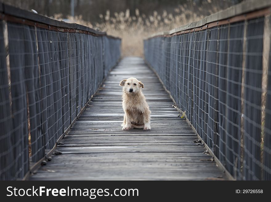 Small dog on bridge