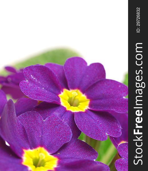 Very unusual and beautiful flower primrose. Very unusual and beautiful flower primrose