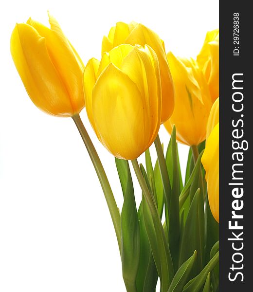 Yellow tulip on a white background. Yellow tulip on a white background