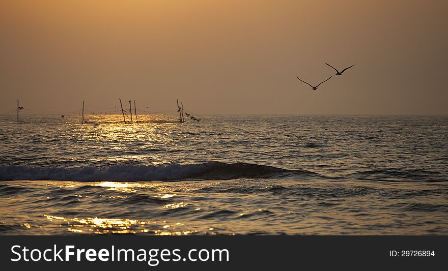 Seagulls Flying Into The Sun