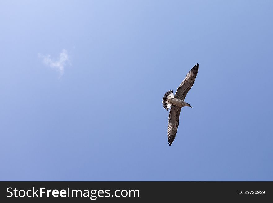 Seagull Flying Over The Blue Sky