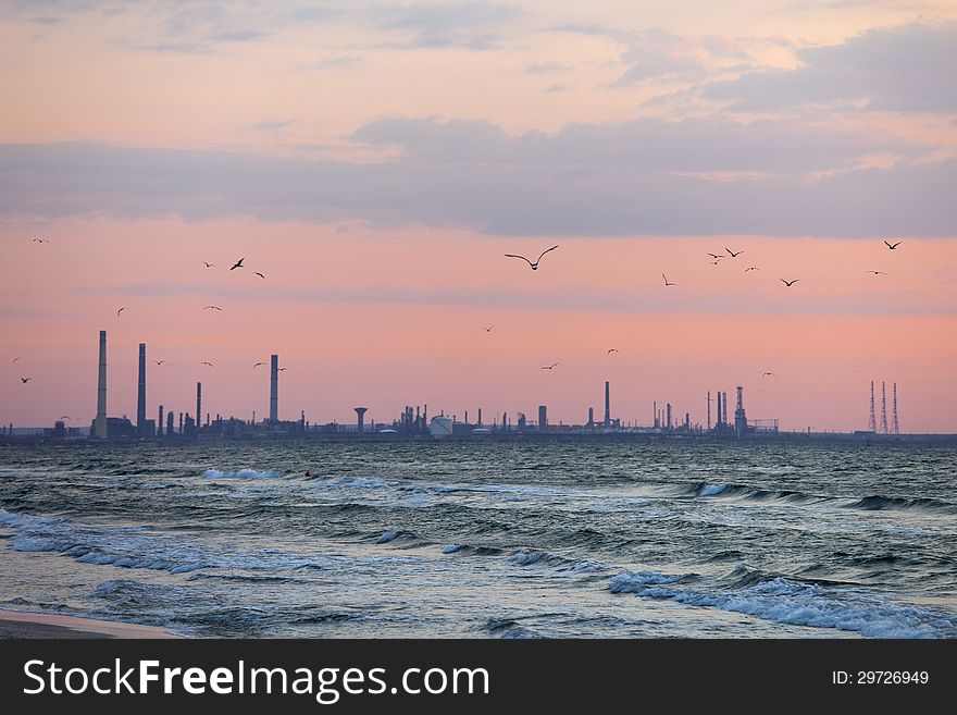 Seagulls over the sea