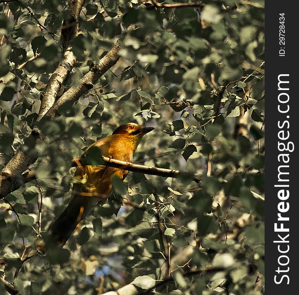 Common Jay bird in foliage. Common Jay bird in foliage