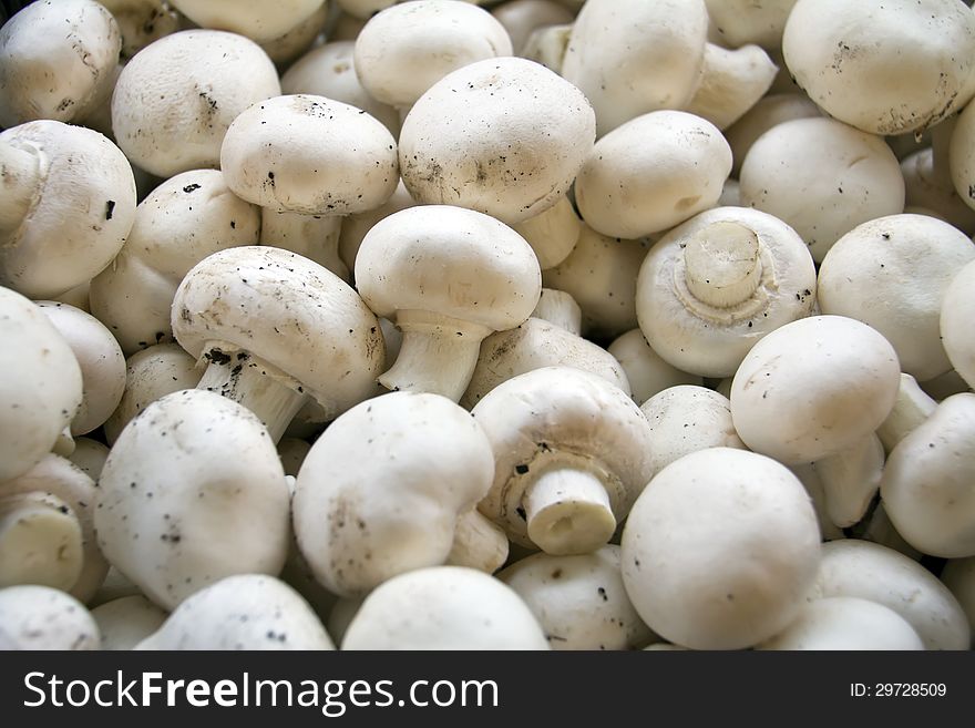 Close up of mushrooms on market stand