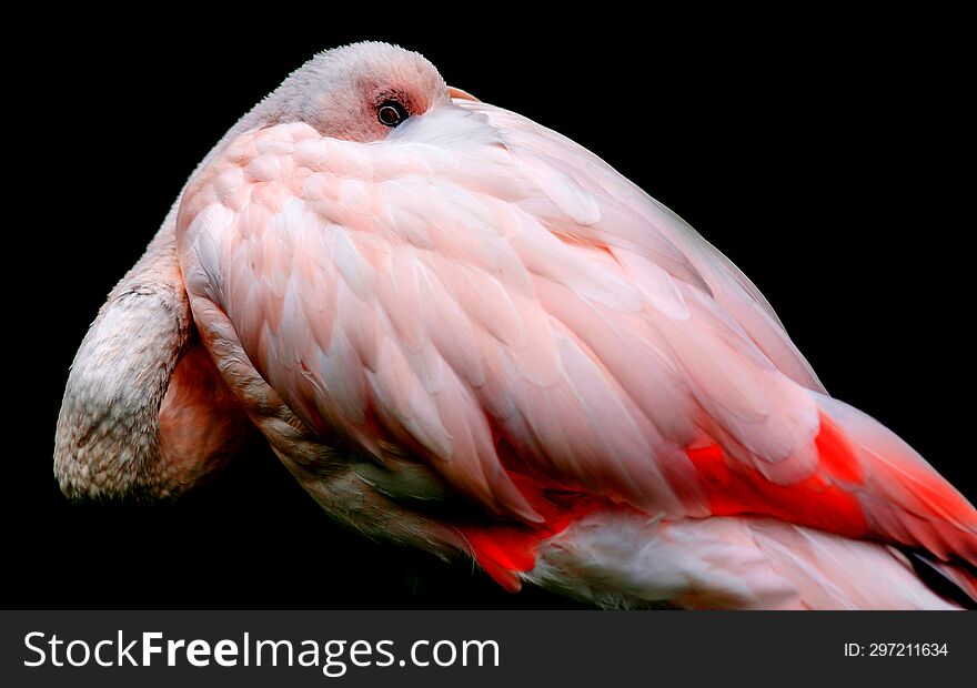 Flamingo Bird Colorful  Beauty Tall Slender Bright