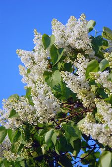 Bird-cherry Tree Blooming, Blue Sky Background Stock Photo Bird-cherry Tree Blooming, Blue Sky Background Stock Photo