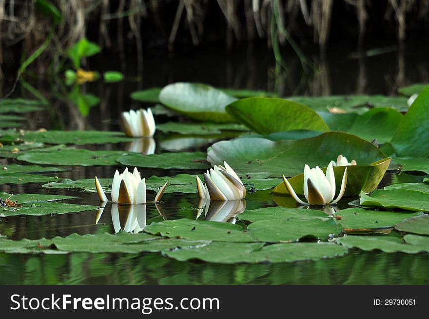 Blooming, white water lilies on the Lake, the four rings.