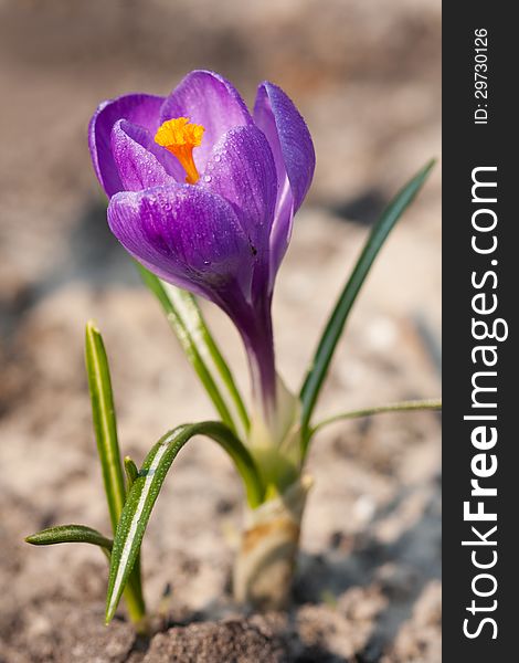 Beautiful spring crocus and sun