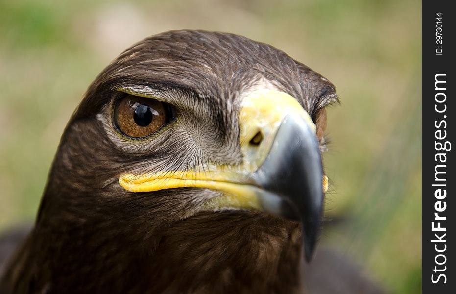 Portrait of a steppe eagle. Portrait of a steppe eagle.
