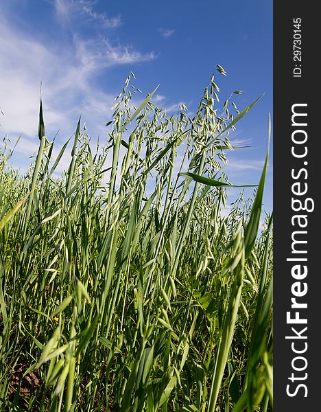 Unripe oat on the blue sky. Unripe oat on the blue sky