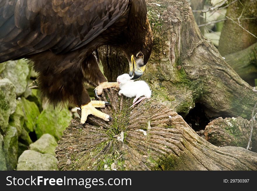 Aquila Nipalensis - Steppe Eagle