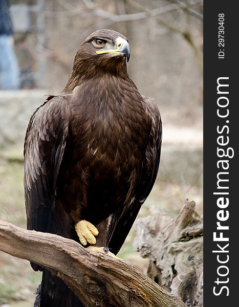 Portrait of a steppe eagle. Portrait of a steppe eagle.
