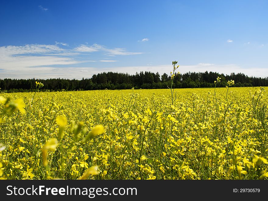 Flower of oil in field with blue sky and clouds. Flower of oil in field with blue sky and clouds