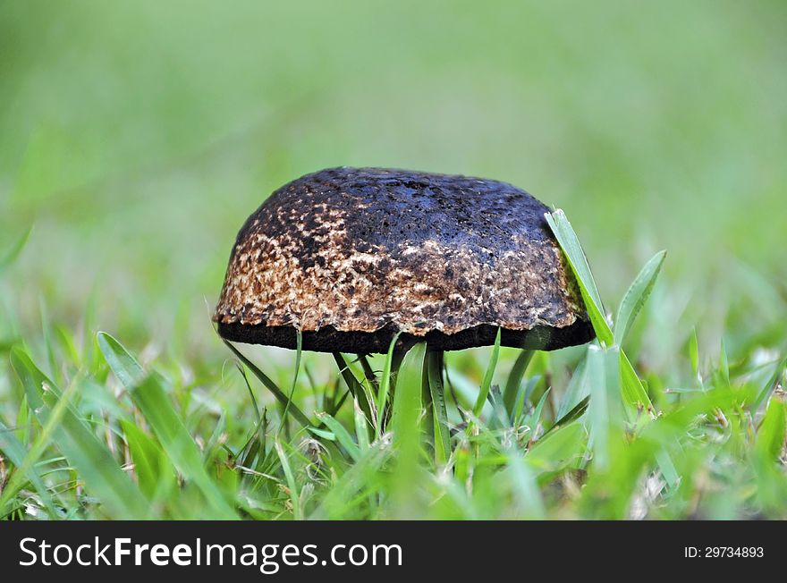 A wild mushroom growing randomly in the middle of some grass in the opening to a forest. A wild mushroom growing randomly in the middle of some grass in the opening to a forest.