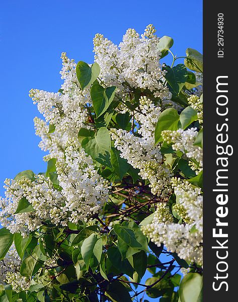 Bird-cherry tree blooming, blue sky background