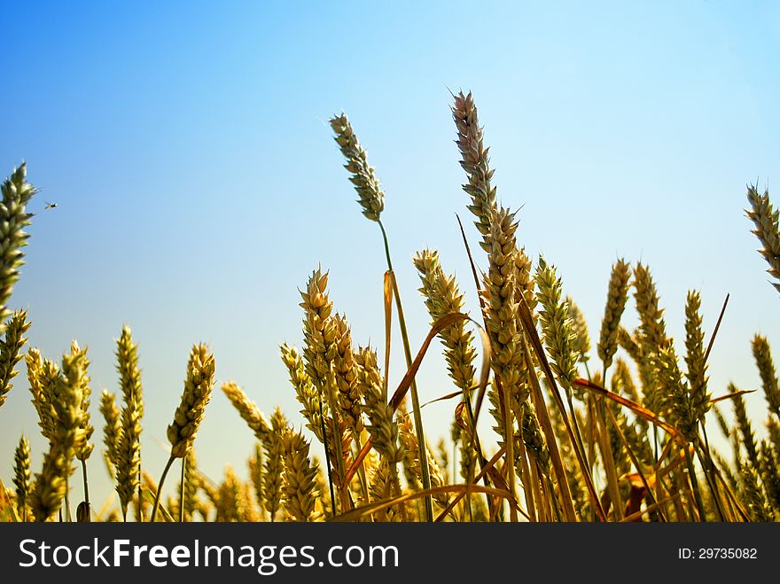 Farm field with yellow grain (rye) under deep blue sky. Farm field with yellow grain (rye) under deep blue sky