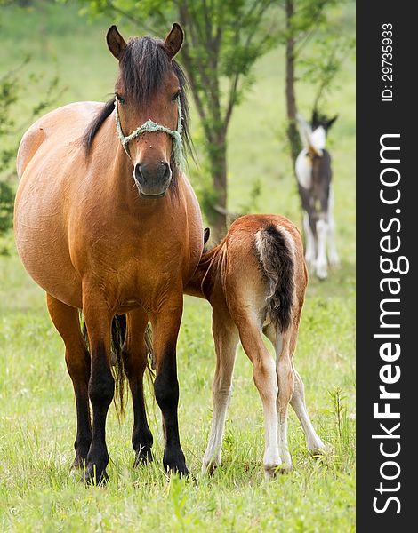 Horse family in the pasture