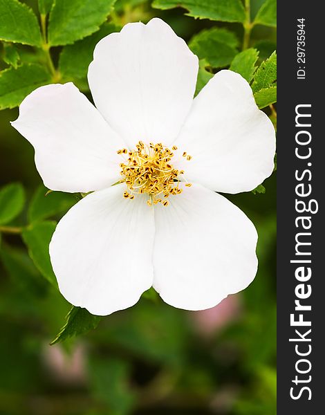 Close up of a dog rose flower