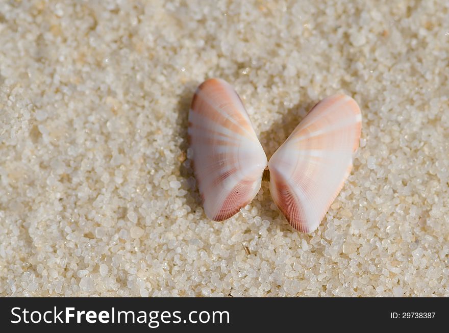 Beautiful seashells basking in the summer sunshine at the beach. Beautiful seashells basking in the summer sunshine at the beach.