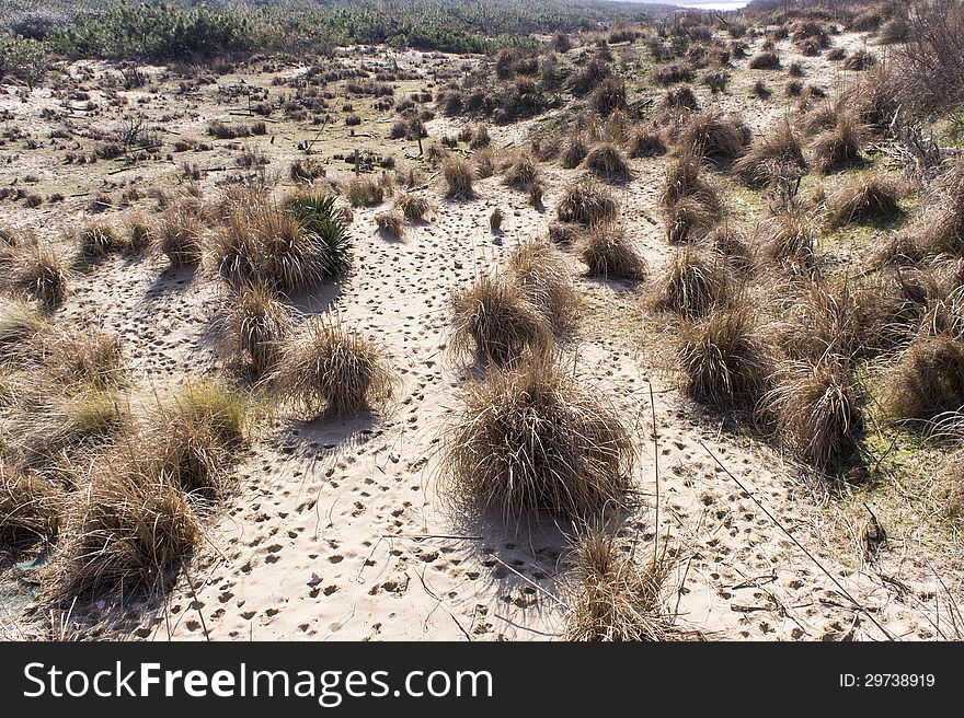 View of some dune of sand