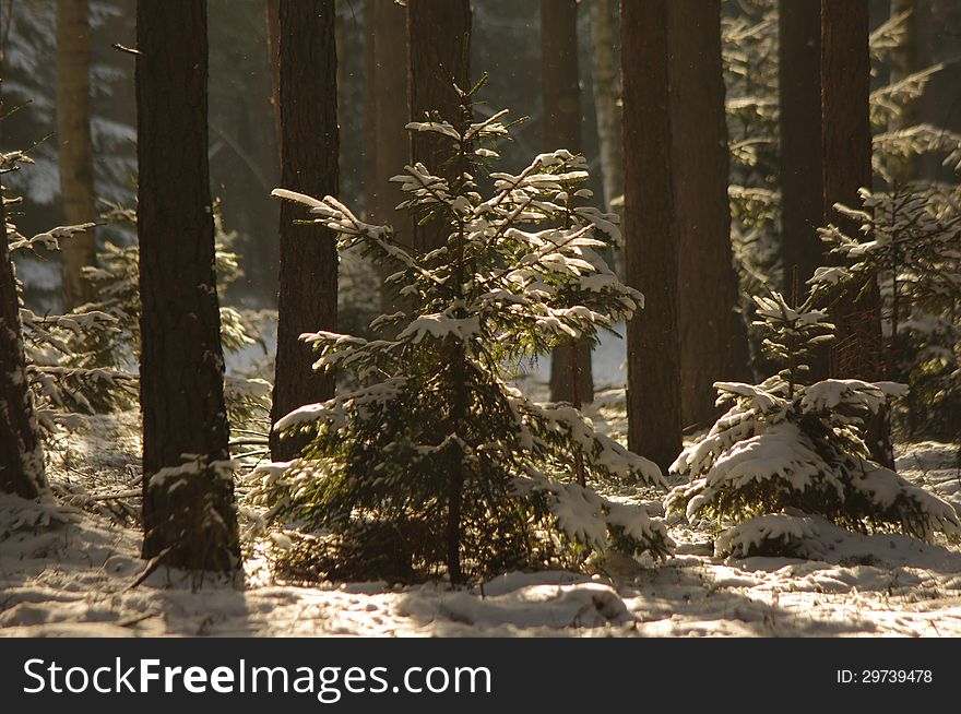 The photo shows pine forest in winter. Land and tree cover in the white snow. Located among the tall pines is a small spruce illuminated sun. The photo shows pine forest in winter. Land and tree cover in the white snow. Located among the tall pines is a small spruce illuminated sun.