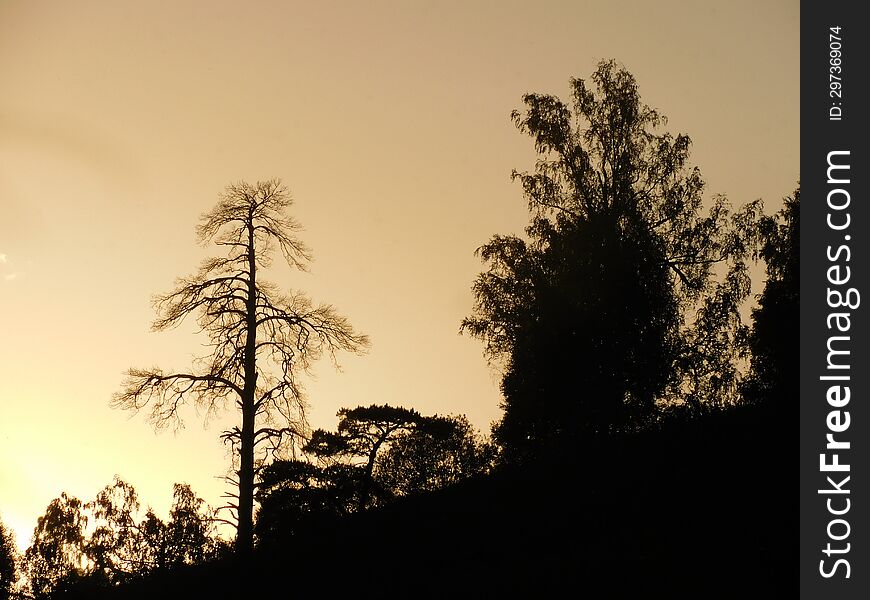 Evening Dawn In The Forest