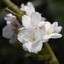 Apple Tree With Spring Blossom Stock Photo