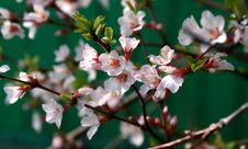 Cherry Blossoms Stock Photography Cherry Blossoms Stock Photography